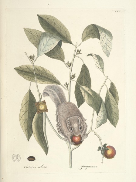 Piscium, serpentum, insectorum, aliorumque nonnullorum animalum nec non plantarum quarundam imagines (Tab. LXXVI) BHL9873048