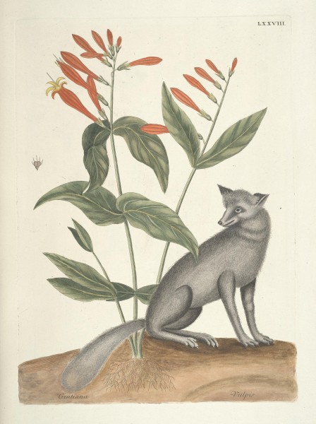 Piscium, serpentum, insectorum, aliorumque nonnullorum animalum nec non plantarum quarundam imagines (Tab. LXXVIII) BHL9873050
