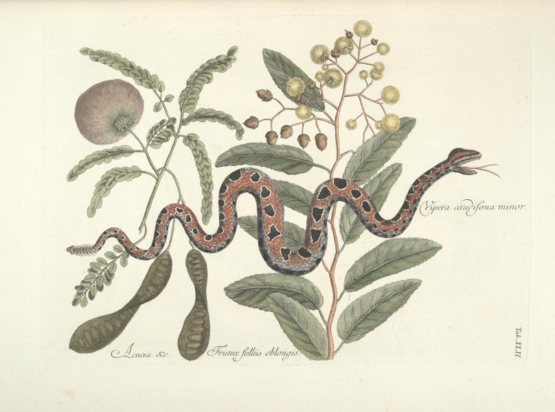 Piscium, serpentum, insectorum, aliorumque nonnullorum animalum nec non plantarum quarundam imagines (Tab. XLII) BHL9873014
