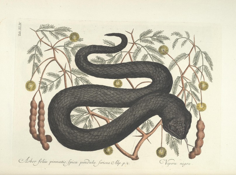 Piscium, serpentum, insectorum, aliorumque nonnullorum animalum nec non plantarum quarundam imagines (Tab. XLIV) BHL9873016