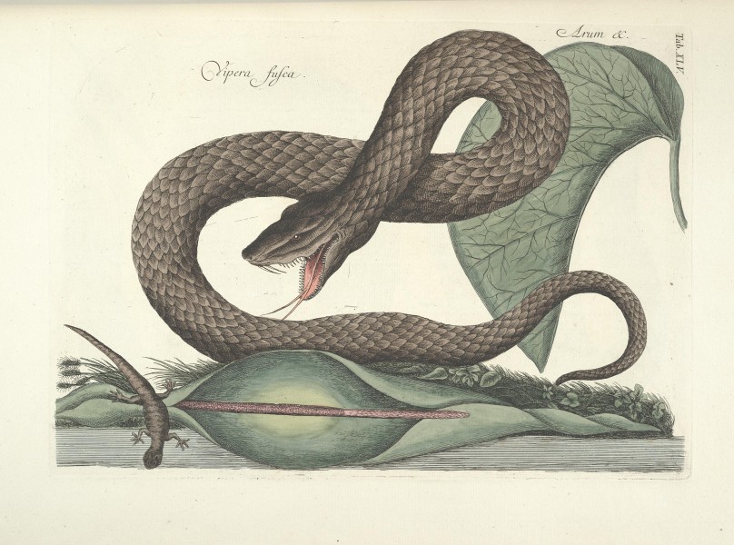 Piscium, serpentum, insectorum, aliorumque nonnullorum animalum nec non plantarum quarundam imagines (Tab. XLV) BHL9873017