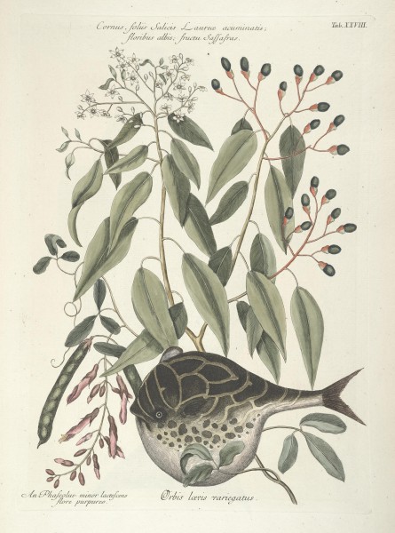 Piscium, serpentum, insectorum, aliorumque nonnullorum animalum nec non plantarum quarundam imagines (Tab. XXVIII) BHL9873000