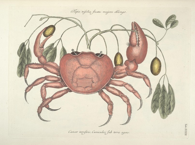 Piscium, serpentum, insectorum, aliorumque nonnullorum animalum nec non plantarum quarundam imagines (Tab. XXXII) BHL9873004