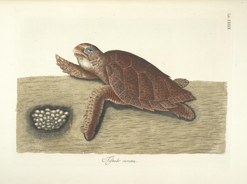 Piscium, serpentum, insectorum, aliorumque nonnullorum animalum nec non plantarum quarundam imagines (Tab. XXXIX) BHL9873011