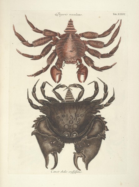 Piscium, serpentum, insectorum, aliorumque nonnullorum animalum nec non plantarum quarundam imagines (Tab. XXXVI) BHL9873008