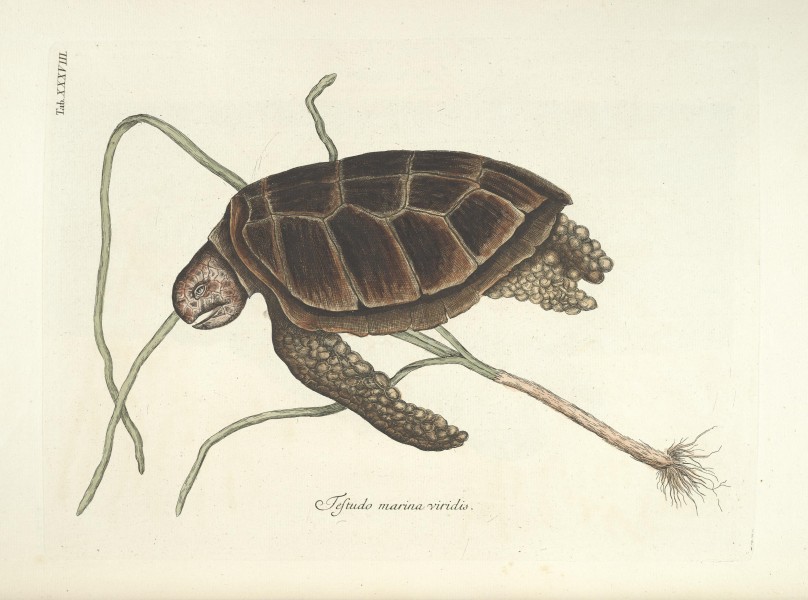 Piscium, serpentum, insectorum, aliorumque nonnullorum animalum nec non plantarum quarundam imagines (Tab. XXXVIII) BHL9873010