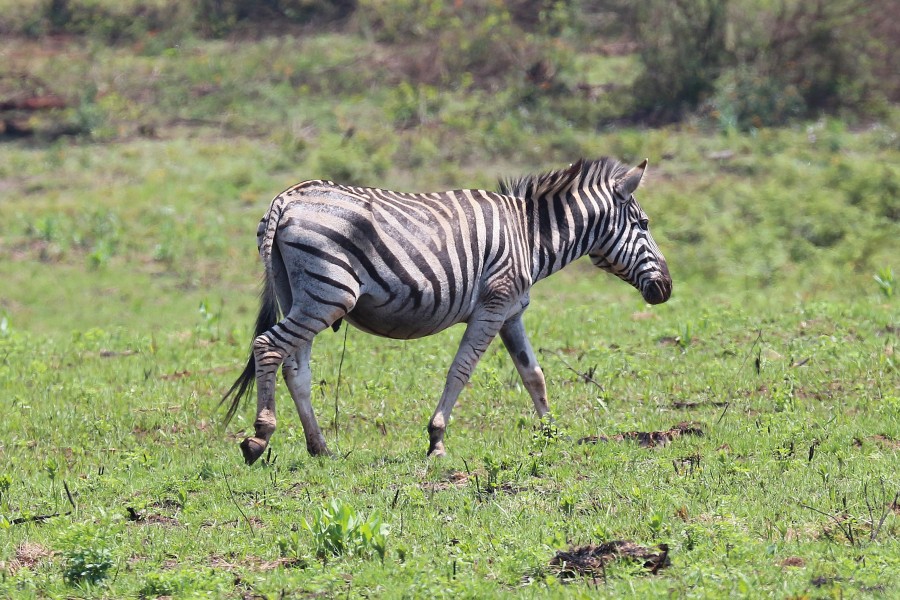 Plains zebra in Mlilwane Wildlife Sanctuary 01