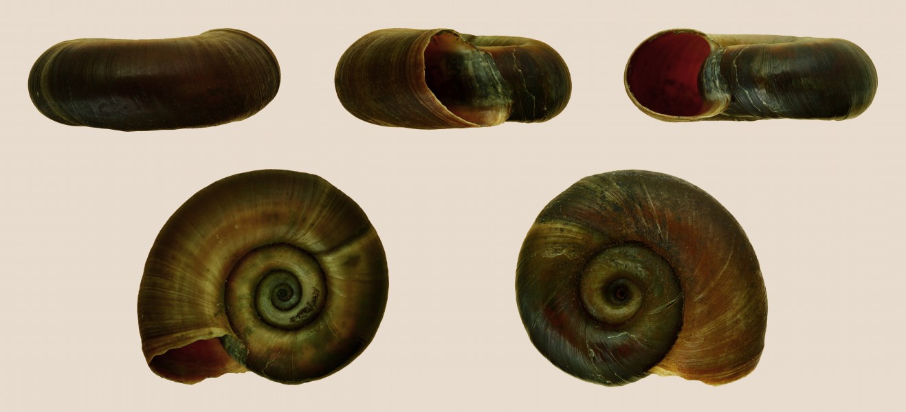 Planorbarius corneus 001