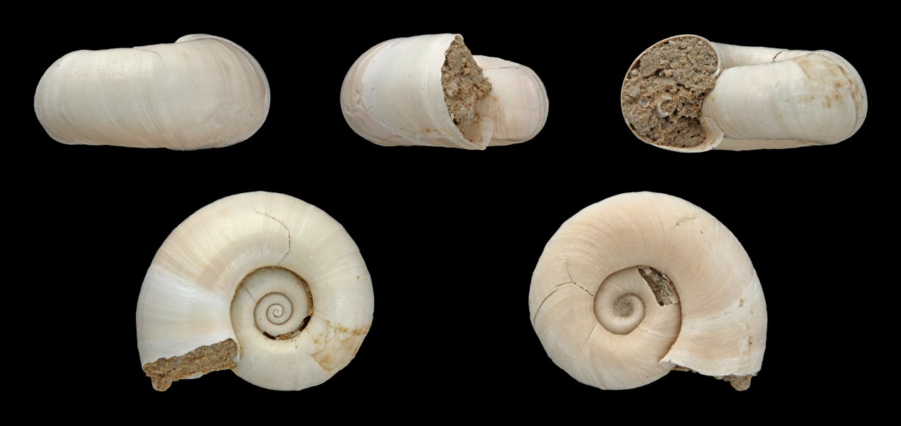 Planorbis crassus 01