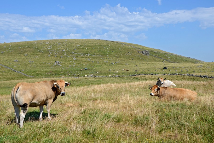 Plateau-de-l'Aubrac-pres-de-Rieutort-DSC 0751