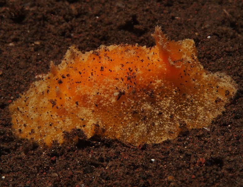 Platydoris sp (6847545431)