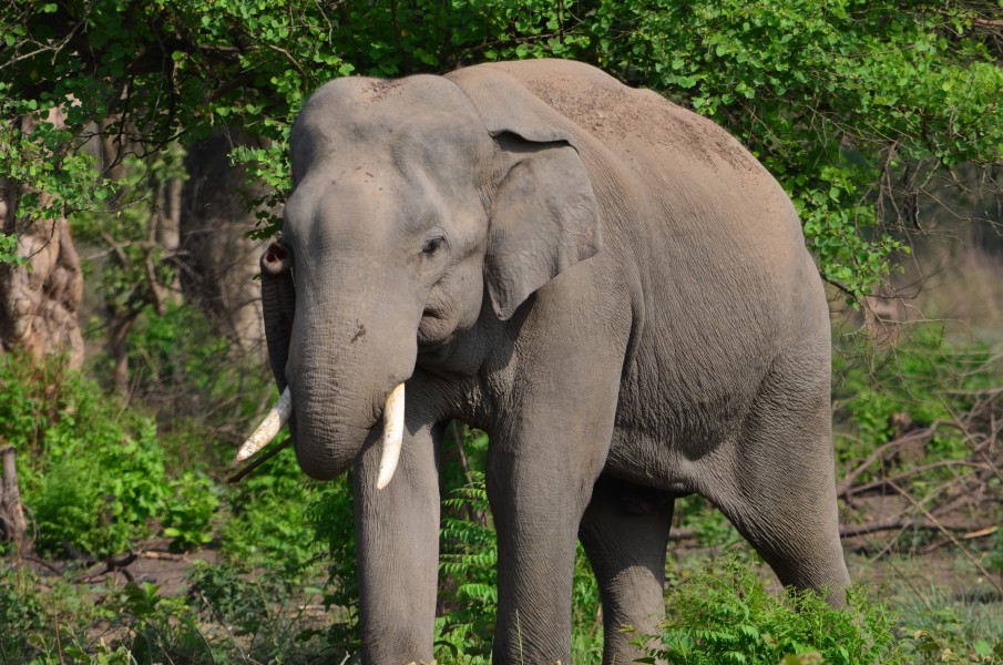 Playful lone tusker
