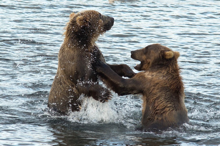 Playful-wrestling-between-two-brown-bears
