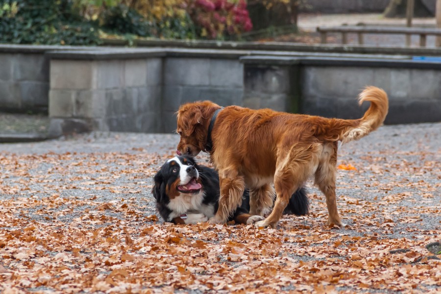 Playing dogs in Lindenhof