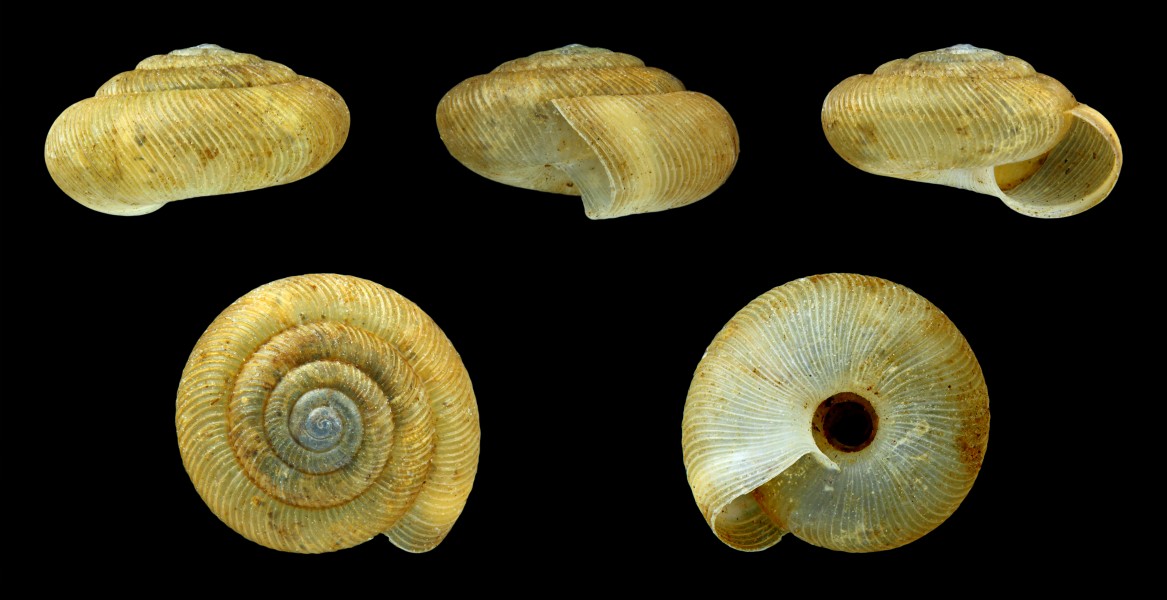 Pleurodiscus balmei 02
