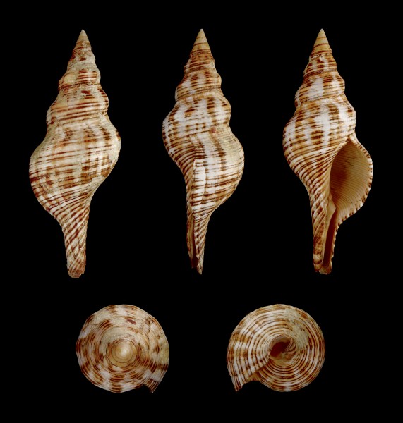 Pleuroploca filamentosa 01