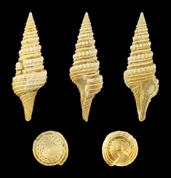 Pleurotoma denticulata 01