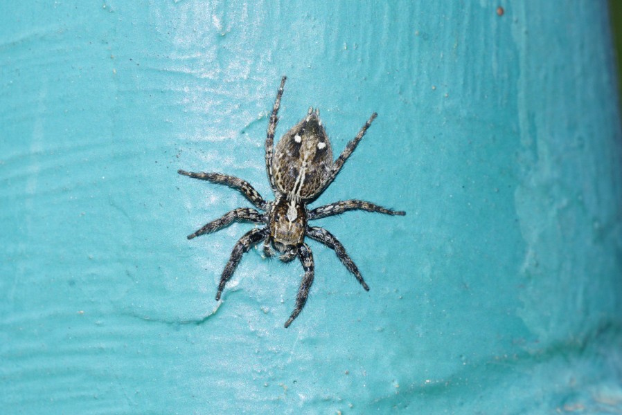 Plexippus sp 8373