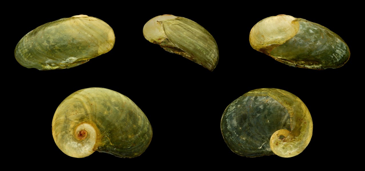 Plutonia lamarckii 01