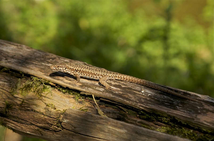 Podarcis muralis Moulin-Haut