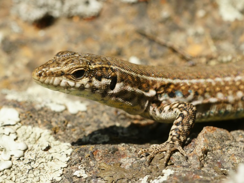 Podarcis siculus cropped