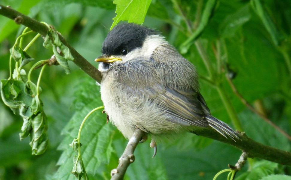 Poecile montanus, Willow Tit, Weidenmeise