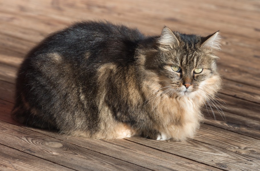 Poertschach Langhaar getigerte Katze Carlo 17122015 2542