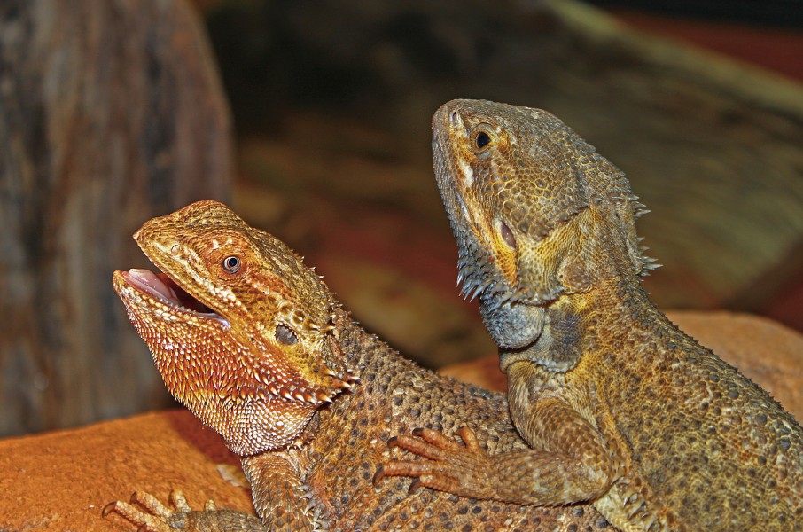 Pogona vitticeps 02
