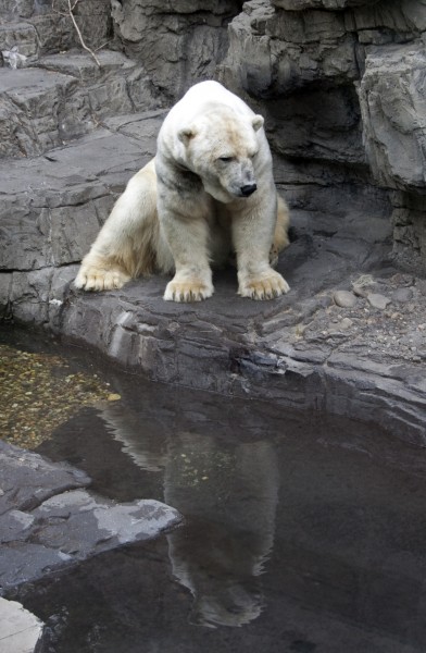 Polar Bear 2 (4693058608)