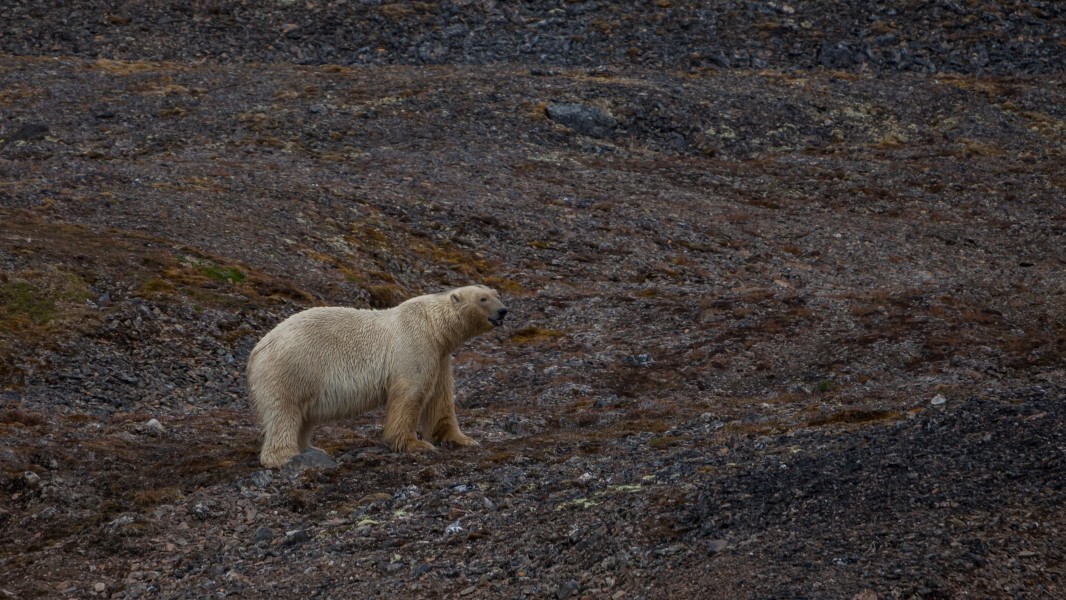 Polar bear (Ursus maritimus) in Krossfjord, Svalbard