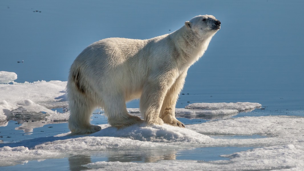 Polar bear near Sjuøyane with a typical gesture assessing the situation