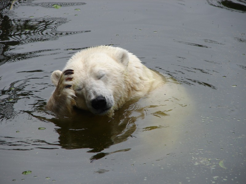 Polar Bear Washing (1185212753)