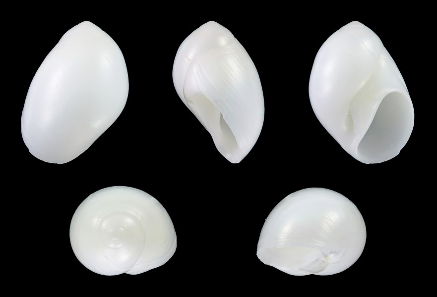Polinices lacteus 01