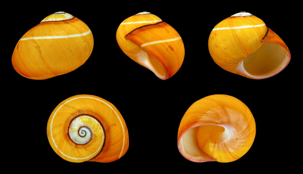 Polymita picta 01