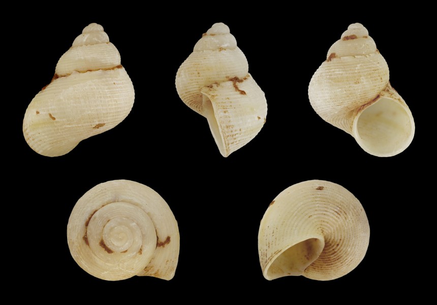 Pomatias canariensis 01