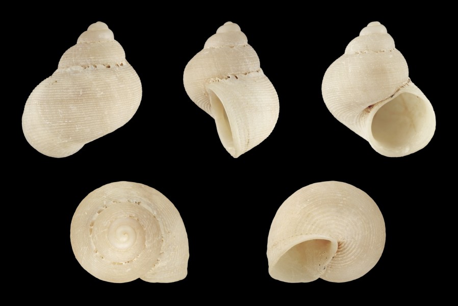 Pomatias lanzarotensis 02