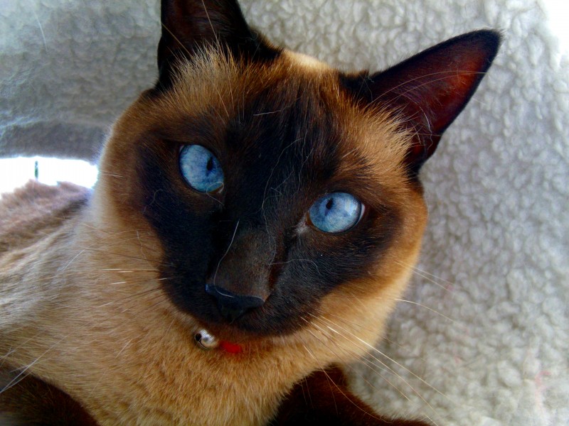 Portait-Thaï-cat