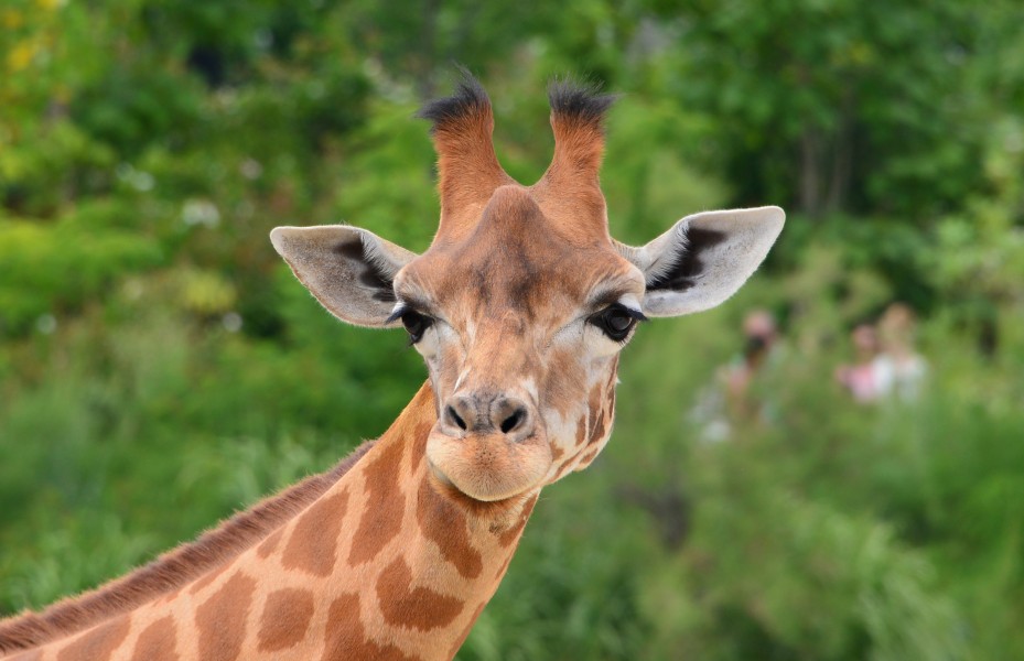 Portrait d'une girafe