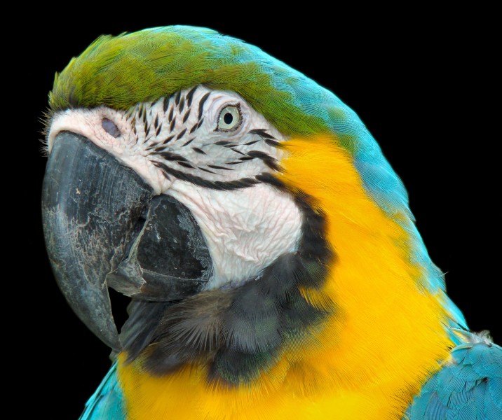 Portrait of a Macaw