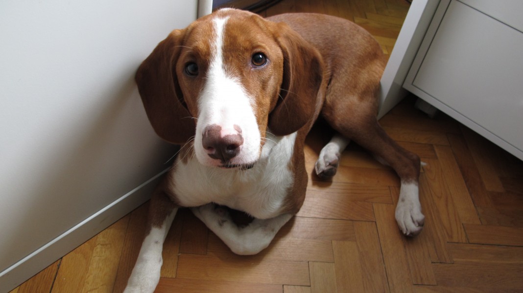 Posavac hound at home