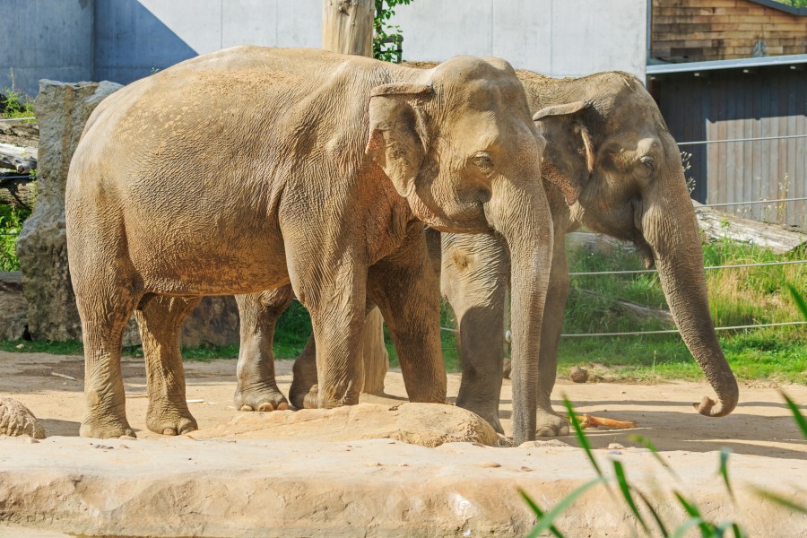 Prague 07-2016 Zoo img03 Elephas maximus
