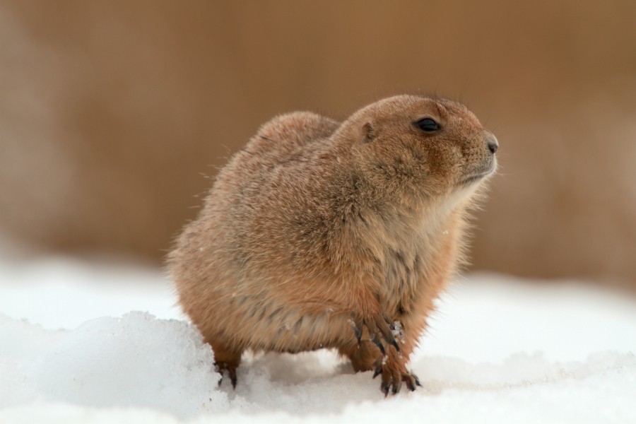 Prairiedog in the snow (4210904598) (2)