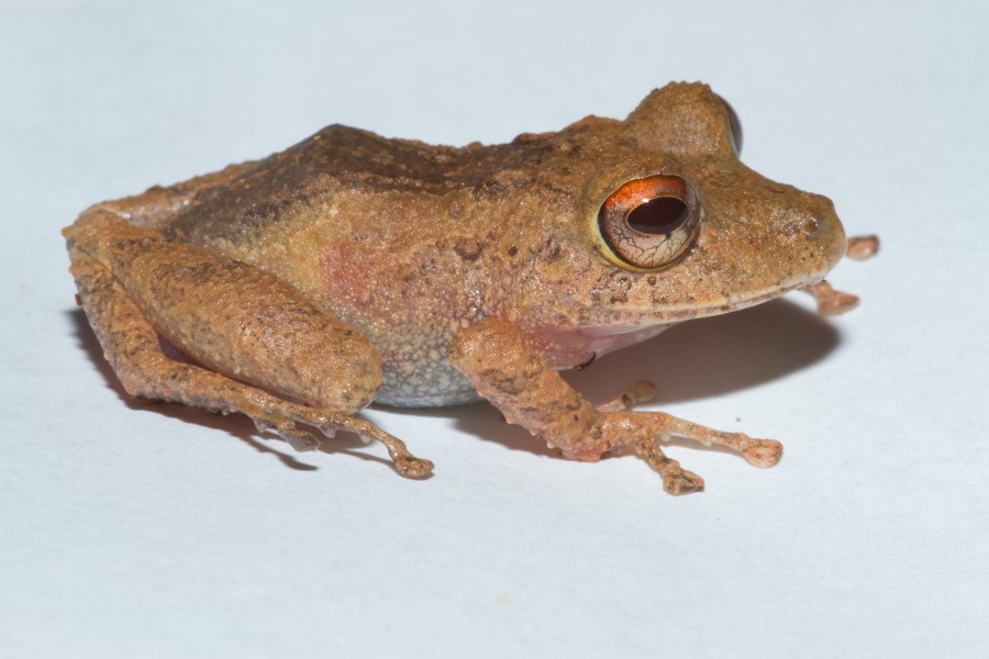 Pristimantis cerasinus (Limon Robber Frog)