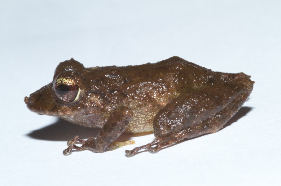 Pristimantis cruentus1