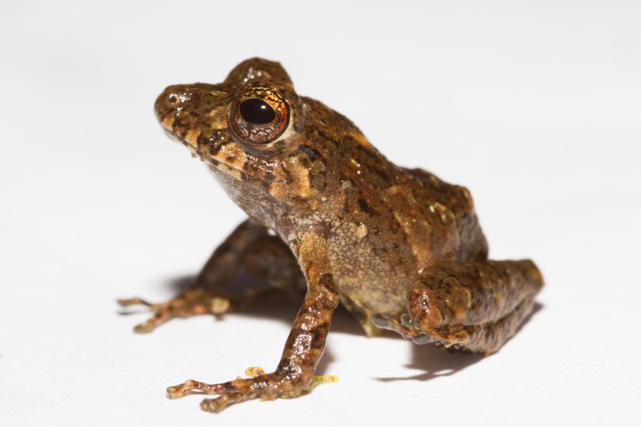 Pristimantis cruentus studio