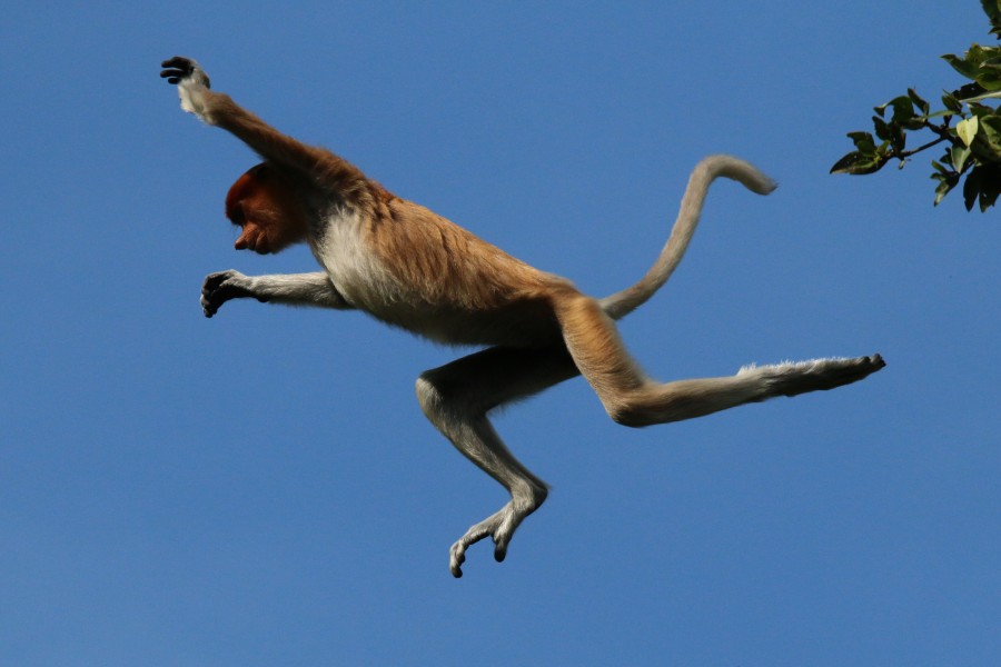 Proboscis monkey (Nasalis larvatus) jumping
