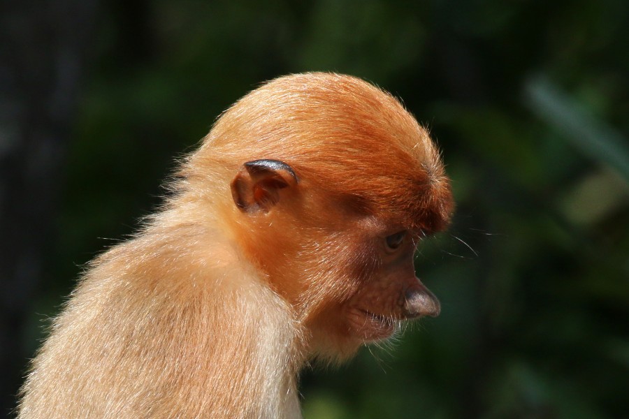 Proboscis monkey (Nasalis larvatus) juvenile Labuk Bay