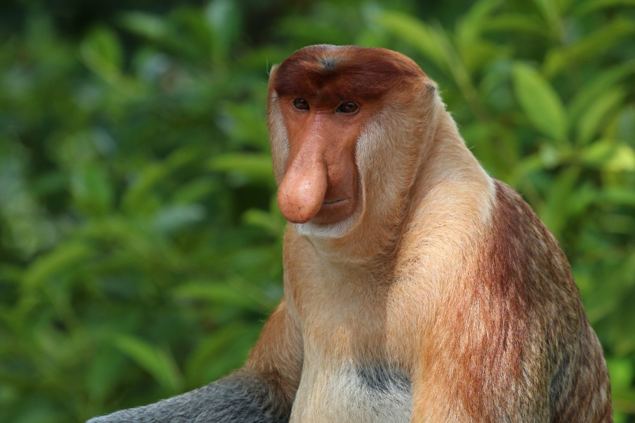 Proboscis monkey (Nasalis larvatus) male Labuk Bay 2