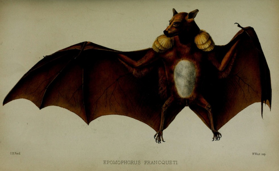 Proceedings of the Zoological Society of London (Plate Mammalia LXXV) (6005657405)
