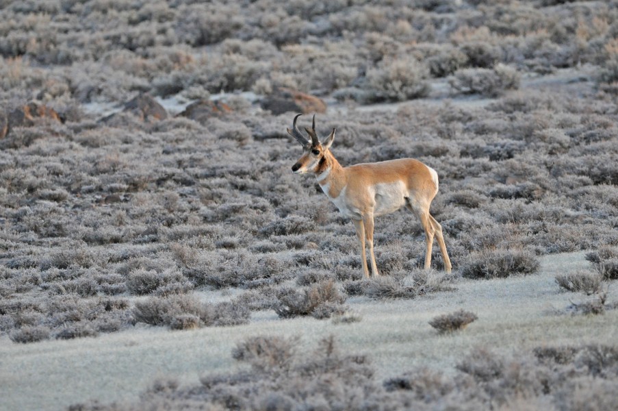 Pronghorn (8694970815)
